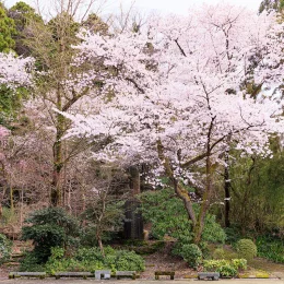 春の画像