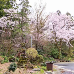 春の画像