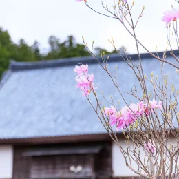 春の画像