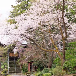 春の画像